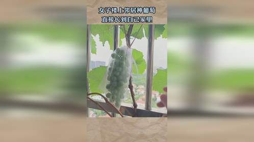 女子楼上邻居种葡萄，直接长到自己家里
