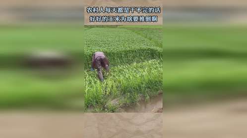 农村人每天都是干不完的活，好好的玉米为啥要推倒啊