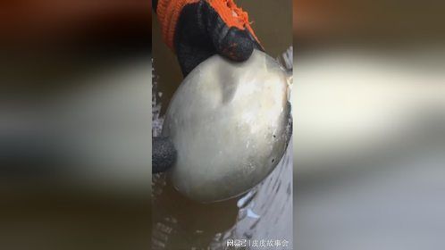 河底下埋着大量二战老古董，这么多战争遗迹赚大了！