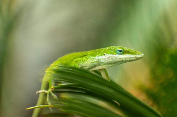一只绿色安乐蜥蜴（Anolis carolinensis）的近距离摄影，栖息在热带树叶上。