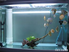 打造完美鱼缸：色彩搭配技巧，提升观赏价值！