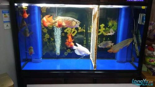 养鱼必备药品，宠物鱼缸守护神！