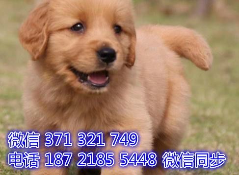 宠物健康与幸福，犬舍数量控制多少才算合理？
