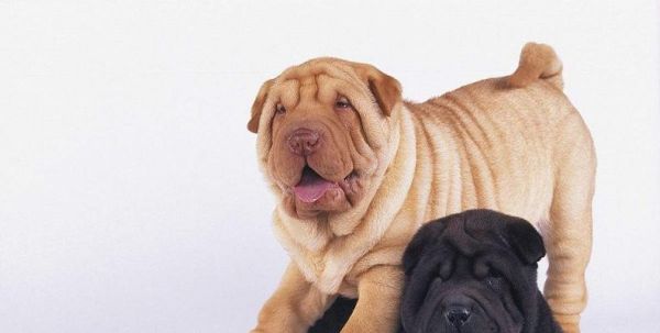 沙皮犬的全方位饲养指南（从犬舍到饮食，助你成为优秀主人）