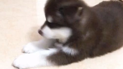 犬舍管理与饲养指南:日常维护及狗狗护理要点