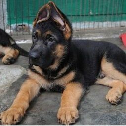 犬舍管理与饲养指南:日常维护及狗狗护理要点