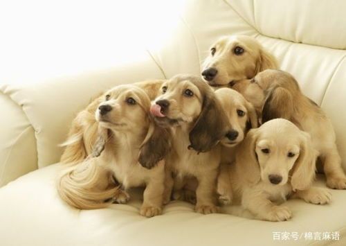 犬舍管理与饲养指南:日常维护及狗狗护理要点