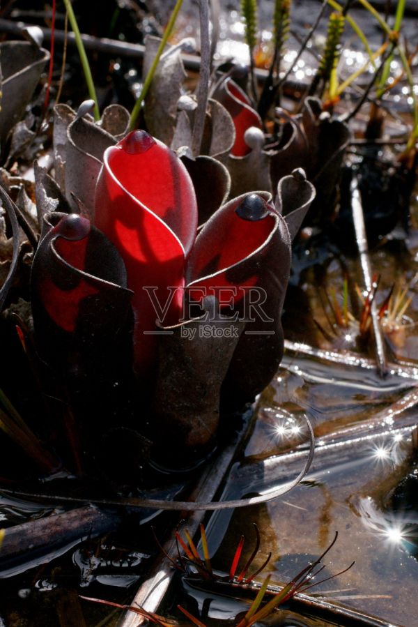 暗红色的Heliamphora pulchella，在委内瑞拉Amuri Tepui浅水肉食性猪笼草照片摄影图片