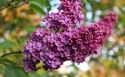花色淡雅的丁香花图片