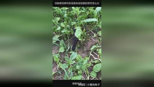 邻居家的黑鸡老是跑来偷我家的菜吃怎么办