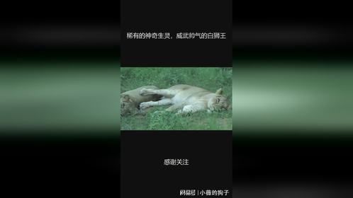 稀有的神奇生灵，威武帅气的白狮王