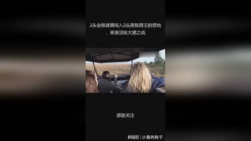 2头金鬃雄狮闯入2头黑鬃狮王的领地，草原顶级大猫之战