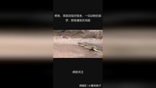 鳄鱼，草原顶级狩猎者，一切动物的噩梦，鳄鱼捕食名场面