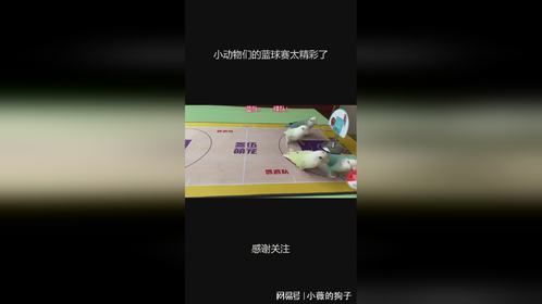 小动物们的蓝球赛太精彩了