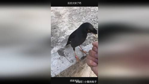 反应太快了吧