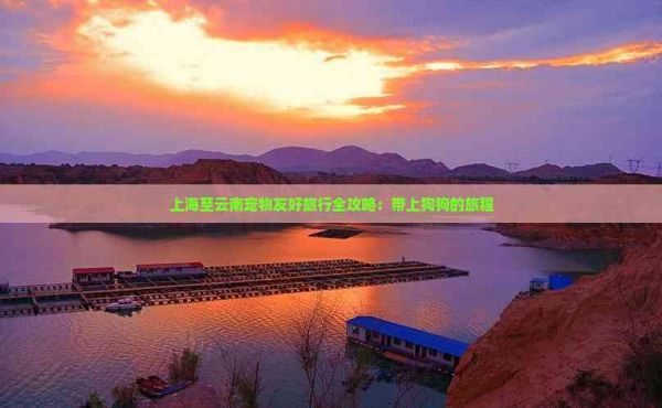 上海至云南宠物友好旅行全攻略：带上狗狗的旅程