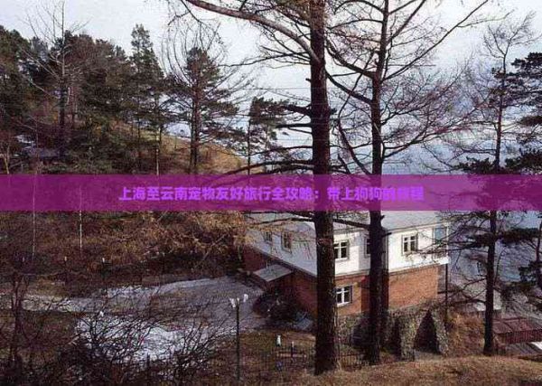上海至云南宠物友好旅行全攻略：带上狗狗的旅程