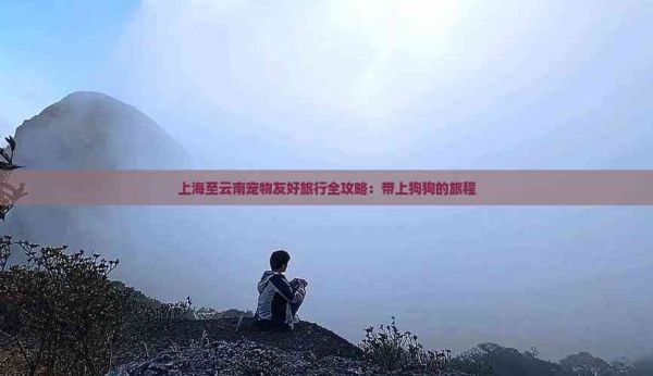 上海至云南宠物友好旅行全攻略：带上狗狗的旅程