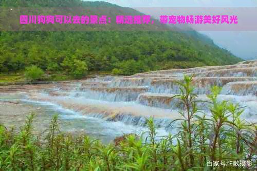 四川狗狗可以去的景点：精选推荐，带宠物畅游美好风光