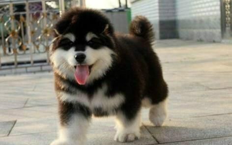 阿拉斯加犬吃什么食物,饮食注意事项大全