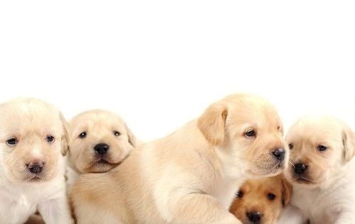 肠胃敏感犬,选易消化饮食