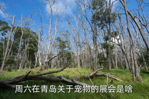 周六在青岛关于宠物的展会是啥