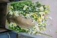 揭阳宠物火化价格,流程,揭阳宠物无害化处理