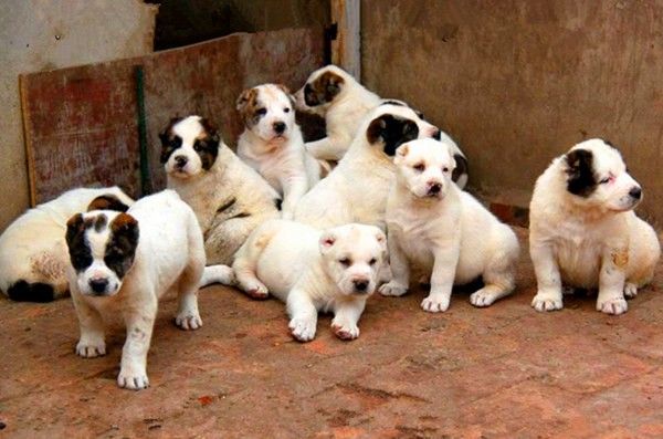 现在大型犬肉狗小狗繁育基地货到付款