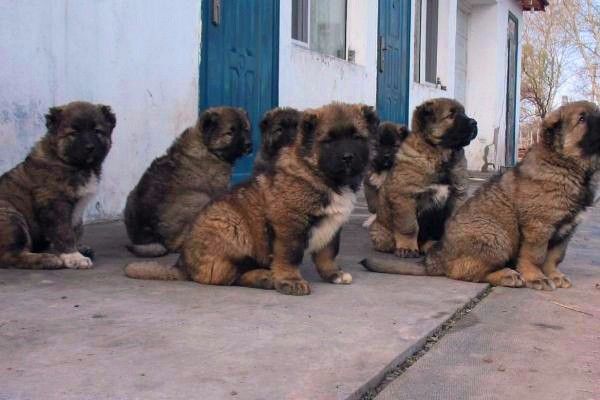 现在大型犬肉狗小狗繁育基地货到付款