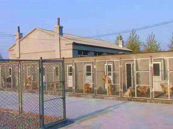 现在大型犬肉狗小狗繁育基地货到付款