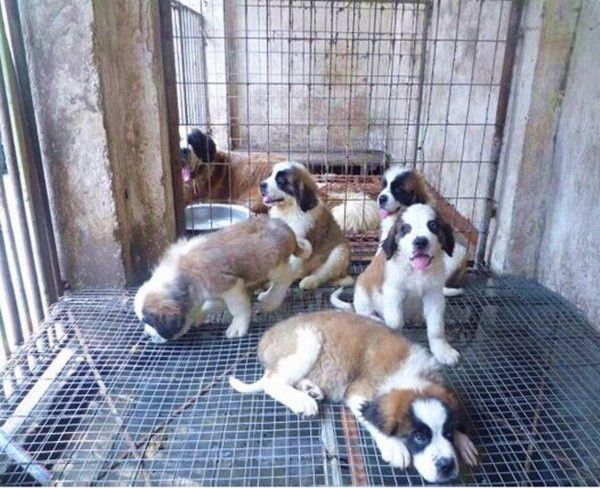 现在大型犬肉狗小狗繁育基地货到付款
