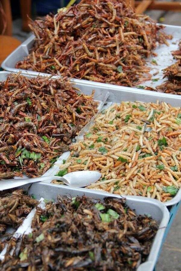 老外在网上问中国人为什么吃狗肉，中国妹子怼得漂亮