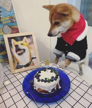 超简单宠物生日蛋糕~狗子适用~的做法 步骤5