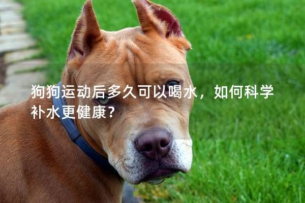 狗狗运动后多久可以喝水，如何科学补水更健康？