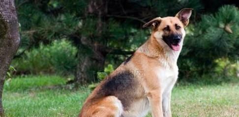 德国牧羊犬的营养补给（宠物的健康生活）