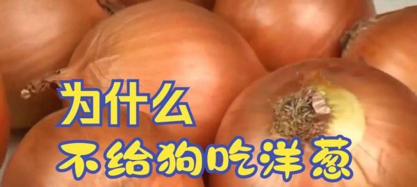 狗狗补血食谱（探索适合狗狗的补血食物，提高其身体健康和免疫力）