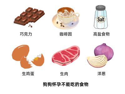 狗狗怀孕不能吃的东西