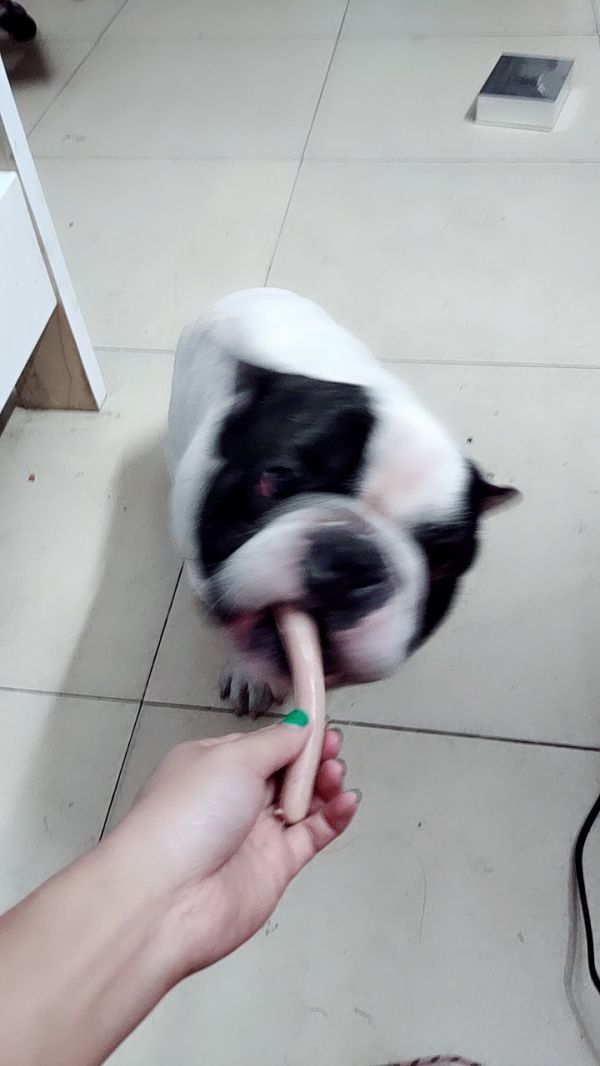 狗狗运动消耗大，吃点火腿肠助恢复11