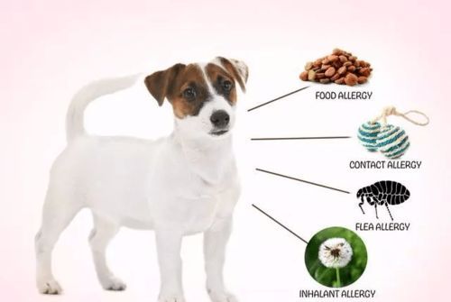 狗狗过敏食物指南:了解和避免常见诱因