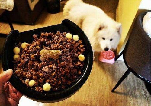 “狗狗营养食谱,小宠养护秘籍,养犬好帮手!”