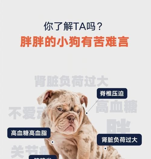 夏季减肥攻略（宠物狗狗肥胖问题，如何让它在夏季减掉多余的脂肪）