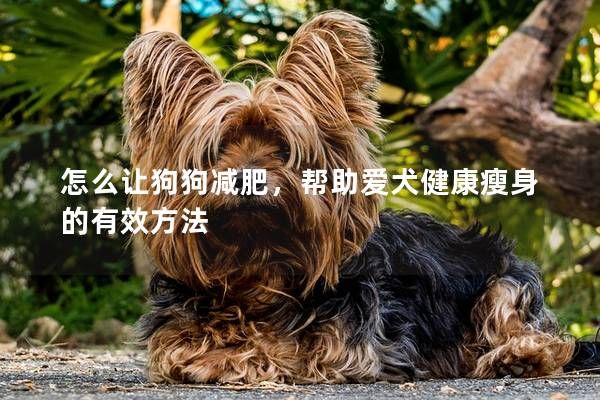 怎么让狗狗减肥，帮助爱犬健康瘦身的有效方法