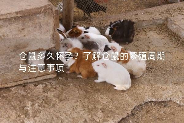 仓鼠多久怀孕？了解仓鼠的繁殖周期与注意事项