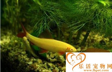 彩虹鲨寿命 一般彩虹鲨寿命都在6年以上