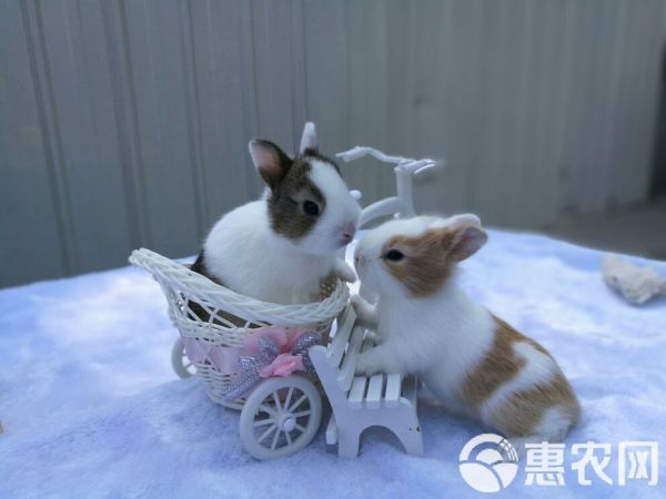  侏儒兔 宠物兔