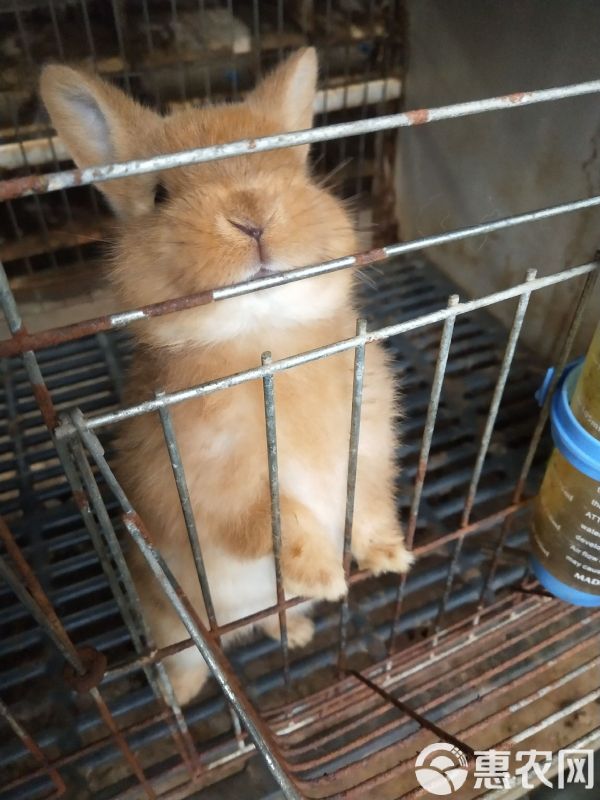  侏儒兔 宠物兔