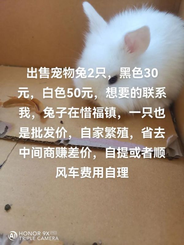 专业卖宠物兔：宠物兔批发销售渠道