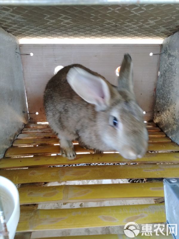 肉兔 5斤以上