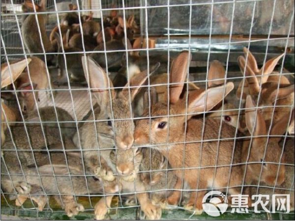 肉兔 5斤以上