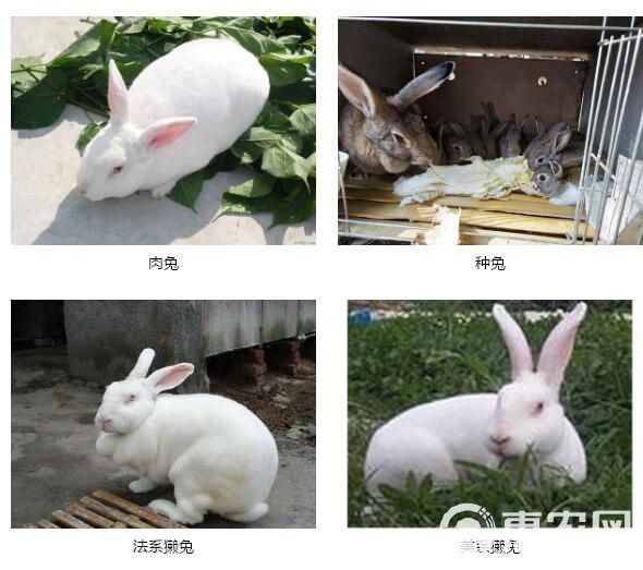 肉兔 5斤以上